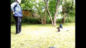 ДРЕССИРОВКА ЩЕНКА МАЛИНУА!!! 5 МЕСЯЦЕВ ЧАСТЬ 1. Отработка навыков команды "место"!