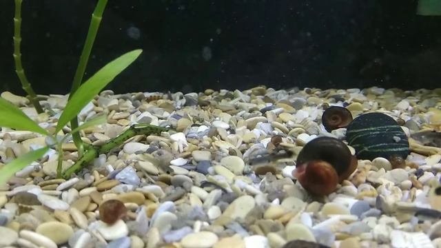 Аквариум с Гуппи