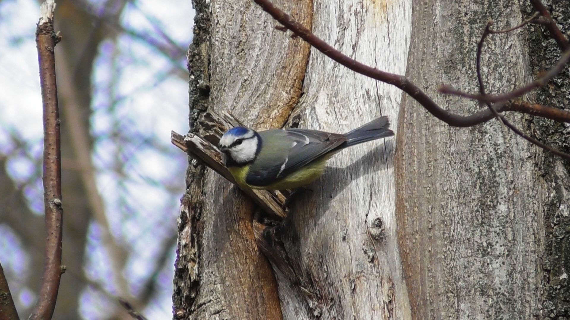 Лазоревка готовит дупло для гнезда ( Cyanistes caeruleus ) смотреть онлайн