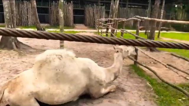 Zoo Park Vietnam Phu Quoc Island / Зоопарк на острове Фукуок смотреть онлайн
