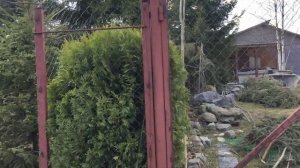 Снимаем укрытие с вечнозеленых деревьев и кустарников.