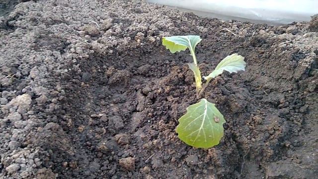 Рассада капусты после майских морозов 2017г. смотреть онлайн