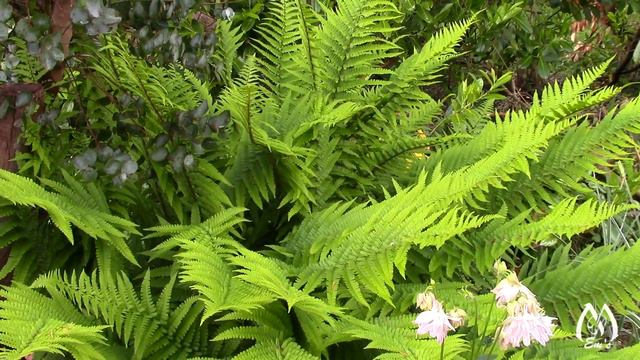 May Garden Vlog | Pressed Flowers | Tips | Garden Stroll | Flower to Press смотреть онлайн