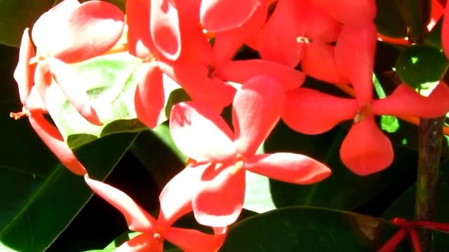 Canon Powershot Sx30 is Test Footage смотреть онлайн