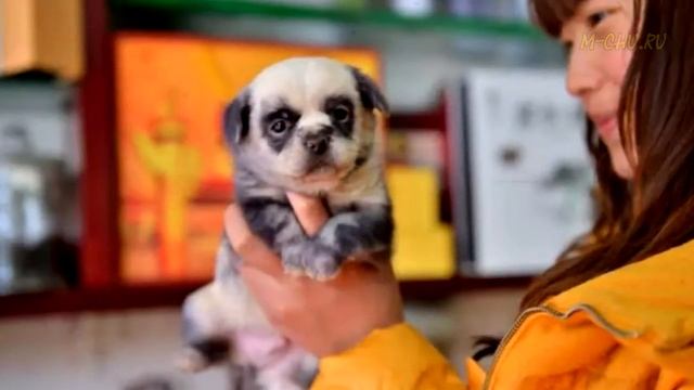 «Порода не при чем» неприметная дворняга родила щенков, удивительно похожих на панд смотреть онлайн