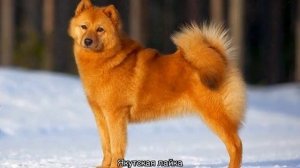 Лайка (собака): виды, как выглядит, описание породы