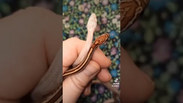 Ответ на вопрос. Чем я кормлю своих змей? смотреть онлайн