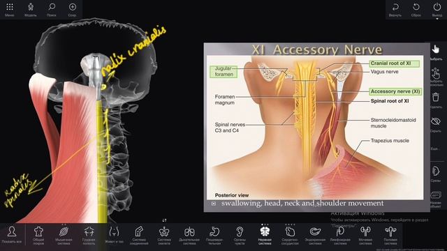 Пироги покоряют вкусом