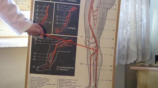 Кровоснабжение нижней конечности (ЗБМК) смотреть онлайн