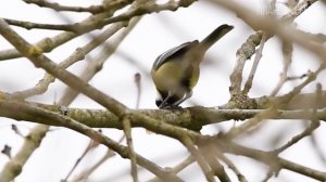 Синица: Красивая певчая птичка-синичка | Интересные факты про птиц