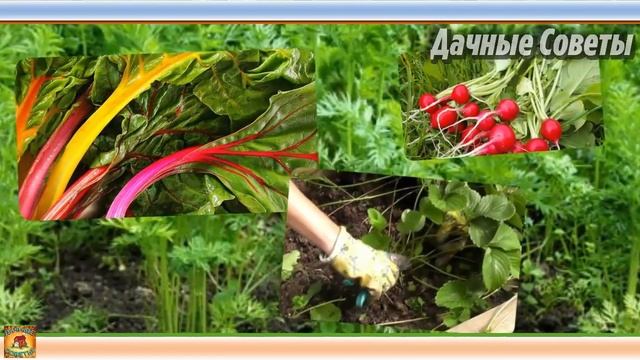 Ботву каких растений ПОЛЕЗНО ЗАКАПЫВАТЬ в грядки а каких ВРЕДНО при уборке урожая ДАЧНЫЕ ХИТРОСТИ смотреть онлайн
