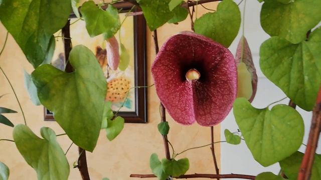 Аристолохия гигантская Бразилия. Aristolochia gigantea 'Brasiliensis' Весна 2020 смотреть онлайн