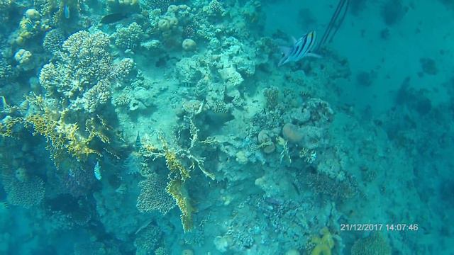 Island View Resort пляж море мурена