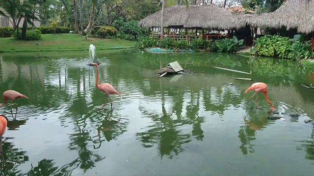 Отель зоопарк,чудо смотреть онлайн