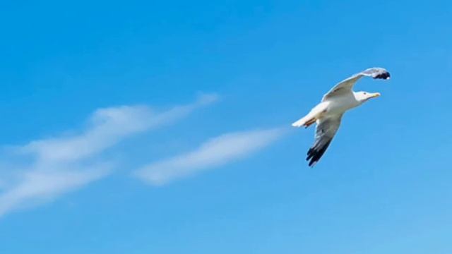 Медитация исполнения желаний поток изобилия смотреть онлайн