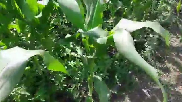 Сахарная кукуруза. Часть 7. Появление метелки смотреть онлайн