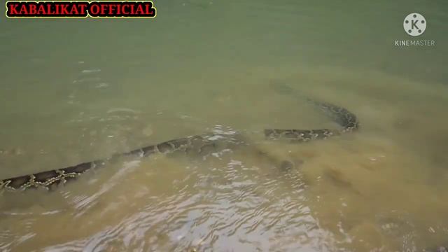Snake ?? Ahas ka Talaga..#short video#short#beta#python#anaconda смотреть онлайн