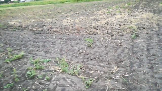 сколько 1 человек может вырастить чеснока вручную смотреть онлайн