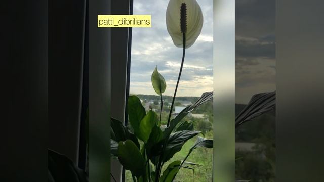 ЛИСТЬЯ СПАТИФИЛЛУМА ПЕРЕСТАЛИ ЧЕРНЕТЬ И ПОДСЫХАТЬ НА КОНЧИКАХ! смотреть онлайн