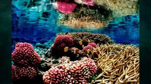 §12 "Жизнь в океане", География 7 класс ч.1, Домогацких