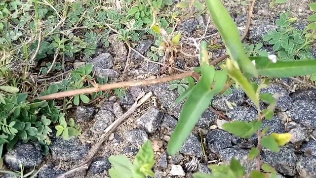 Is it Anti-cancerous? - Convolvulus arvensis - Let us find it out. смотреть онлайн