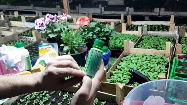 ЧЕМ ПОДКОРМИТЬ ПЕТУНИЮ если петуния плохо растет и медленно развивается смотреть онлайн