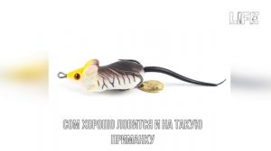 Как ловить сома весной? На что ловить сома весной? Когда жор у сома?