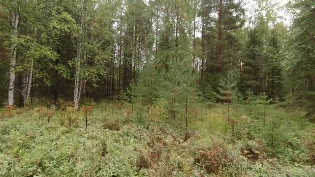 Охота на медведя с лайками. Молодой и очень быстрый медведь смотреть онлайн