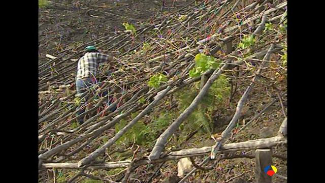 2001 LA PALMA Vino palmero (14 feb) смотреть онлайн
