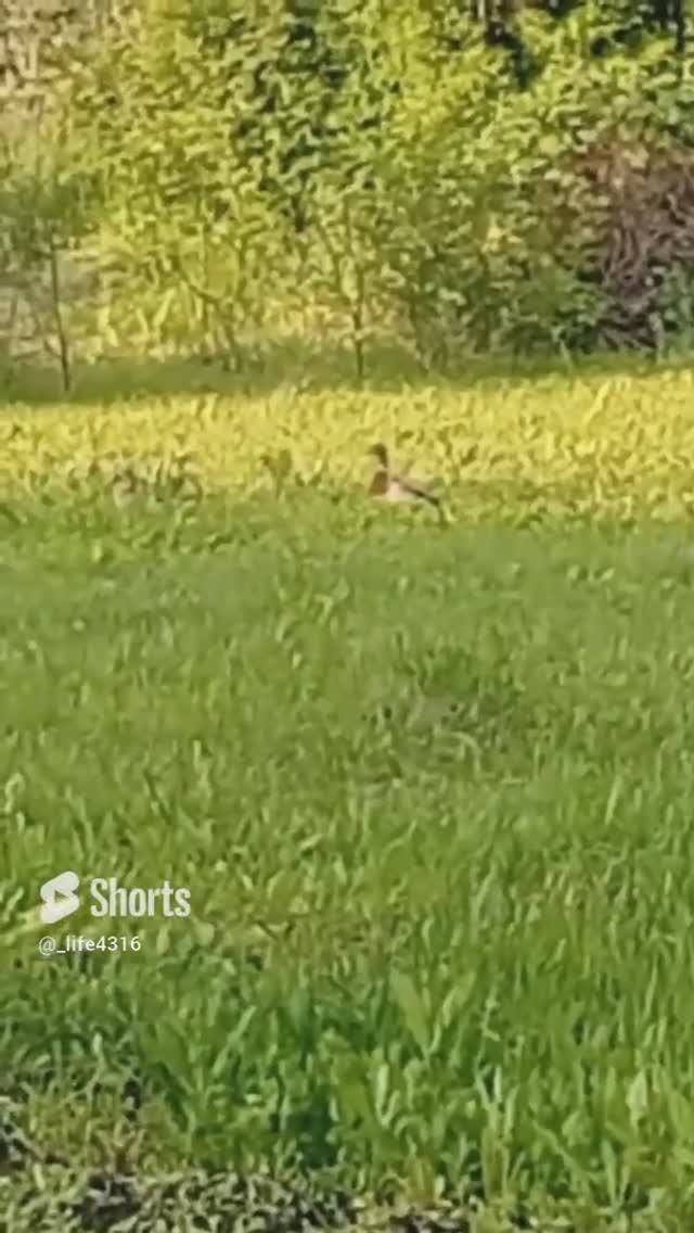 Надо открывать зоопарк:) смотреть онлайн