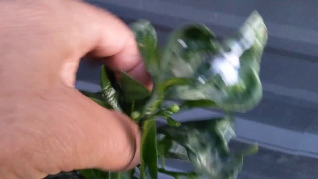 Наш цитрусовый сад в пору цветения. Our citrus orchard in blooming season. April 6, 2021 смотреть онлайн