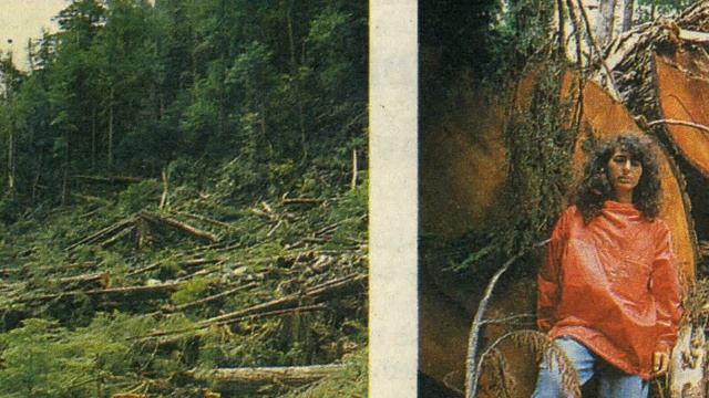 History of the 1993 Clayoquot Sound Logging Protests смотреть онлайн