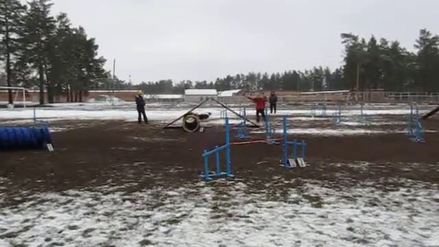 Саша и Ася. Аджилити Дебют вне зачета смотреть онлайн