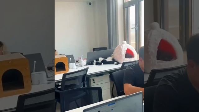 благоприятная рабочая атмосфера в офисе