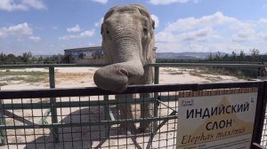 Парк львов Тайган. Драка львов.