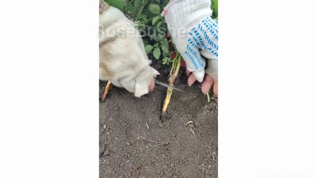 Саженцы роз изумительно-прекрасных расцветок! смотреть онлайн