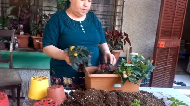 GELİN DAMAT ÇİÇEĞİ SAKSI DEĞİŞİMİ / GELÎN DAMAT ÇİÇEĞI RENKLERİ (YAZDAN KALMA VİDEO) смотреть онлайн