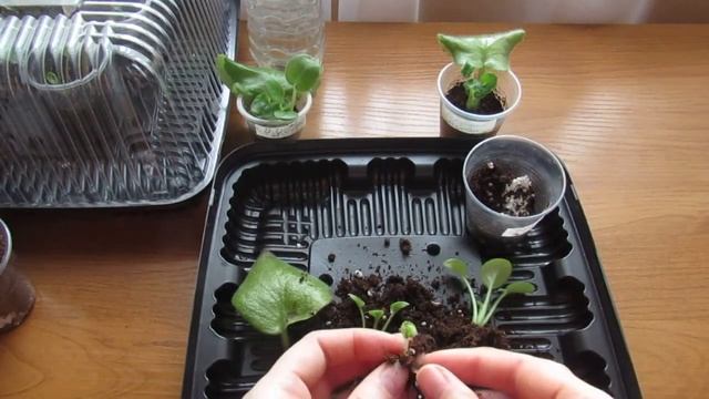 КОГДА ДЕТОК ФИАЛКИ ОТСАЖИВАТЬ ОТ ЛИСТА? НА ЧТО ОБРАТИТЬ ВНИМАНИЕ❗ смотреть онлайн