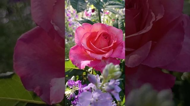 Распускается роза Андре ле Нотре и цветёт роскошная роза Альбрехт Дюрер.??? смотреть онлайн