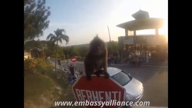 Летний Лагерь Куала Лумпур смотреть онлайн