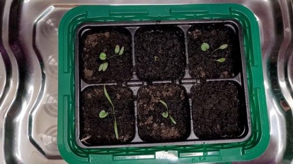 Дихондра 2022 . Первая подкормка.