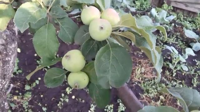 Почему завязь плодовых деревьев вдруг осыпается. смотреть онлайн