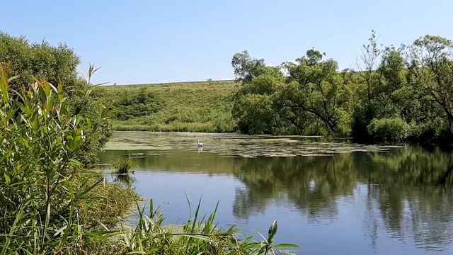 Одинокий лебедь плавает по речке. 24 июня 2021 год