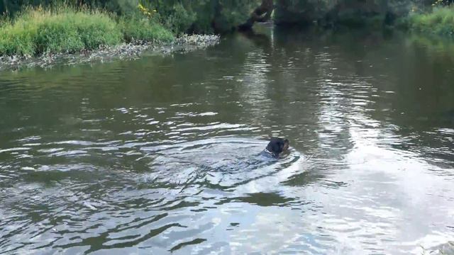 Богема против течения) смотреть онлайн