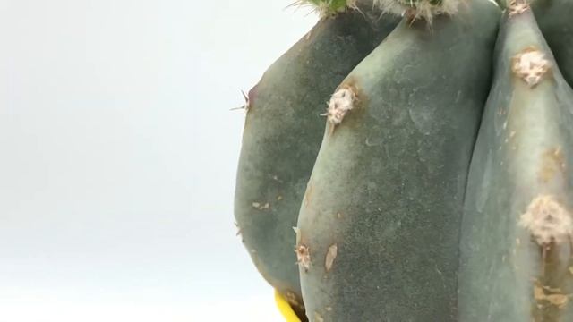 Echinocereus subinermis смотреть онлайн