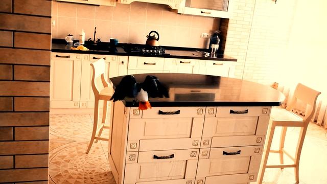 Полёт попугая жако (Замедленная видеосъёмка)/funny animal videos смотреть онлайн