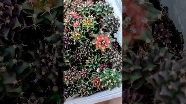 Gymnocalycium Variegata смотреть онлайн