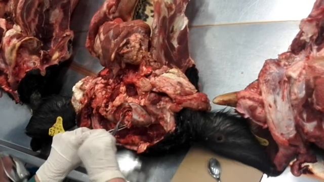 Отбор проб на ГЭ (Опыт ветеринарных специалистов Германии)