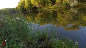 Ловля Окуня на живца с берега на донки в Августе, Судак на донку, летняя рыбалка на реке Сок