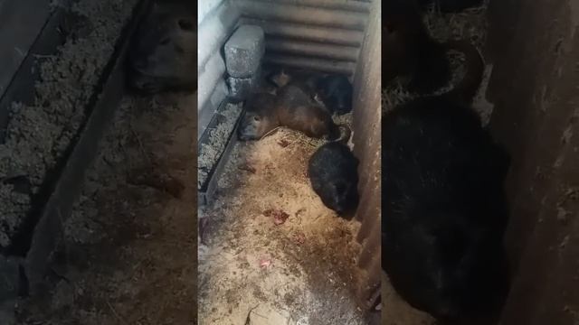 Нужна вода нутриям? Выход с положения зимой смотреть онлайн